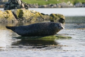 Common seal